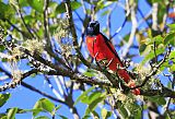 Scarlet Minivet